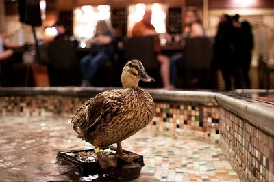 Hotels with in-room Jacuzzi in Memphis